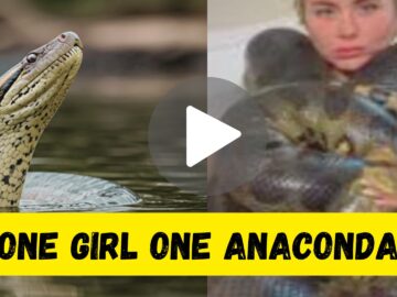 One Girl One Anaconda Viral Video Original