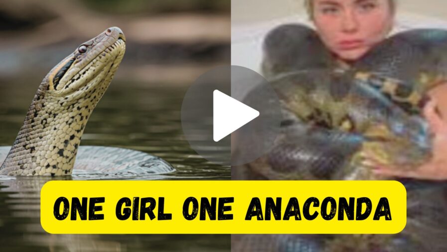 One Girl One Anaconda Viral Video Original